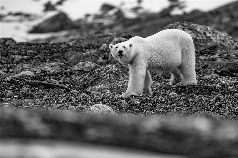 Local inhabitants - from the series - 80° North photo copyright SV Delos taken at  and featuring the Cruising Yacht class