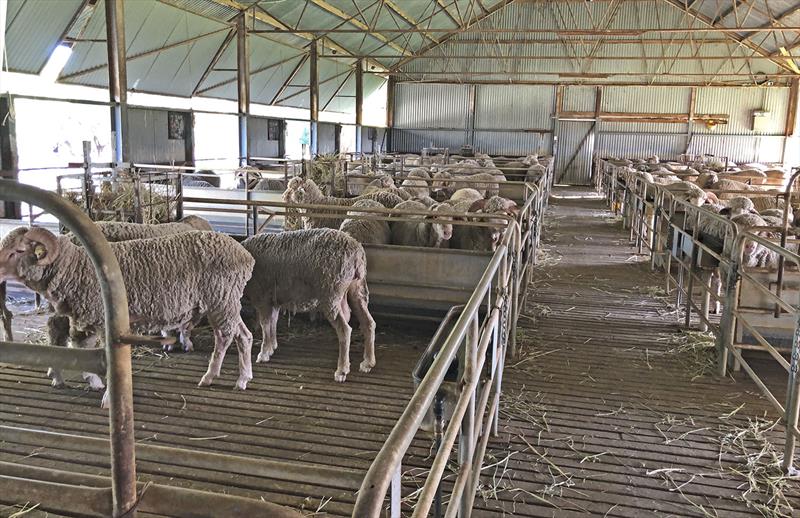 Sheep at Boonoke Station. - photo © Jeanne Socrates