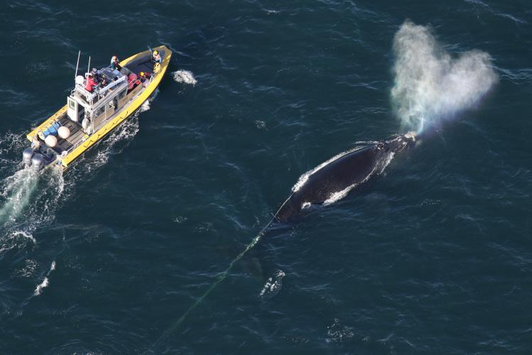 Center for Coastal Studies authorized responders throw a grapple into line trailing from entangled right whale 3560 `Snow Cone` off of Cape Cod in March 2021.  - photo ©  Center for Coastal Studies. Taken under NMFS MMPA/ESA Permit No. 18786