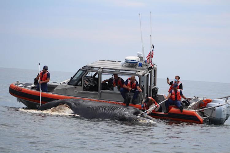 The U.S. Coast guard helped NOAA and partners respond to a dead vessel struck calf off New Jersey in 2020 (calf of NARW #3560). The carcass was towed ashore for a full necropsy to confirm and document the injuries. - photo © Marine Mammal Stranding Center. Permit No. 18786-04
