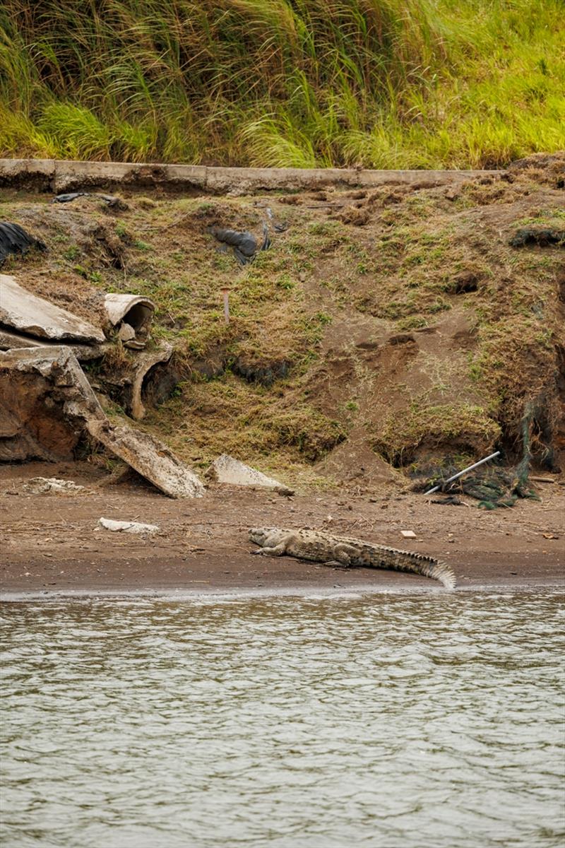 Crocodiles photo copyright Robin Christol taken at  and featuring the Cruising Yacht class