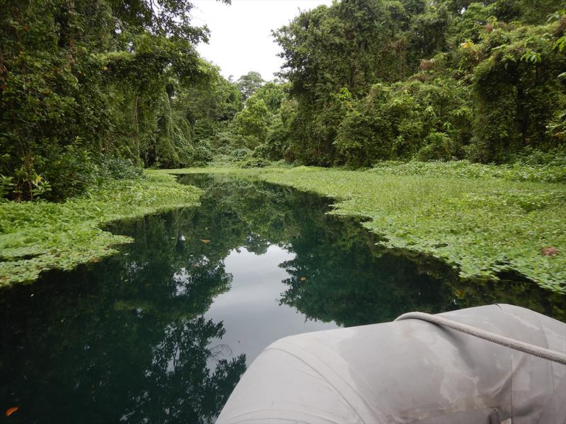 Weed on River - photo © Freedom and Adventure