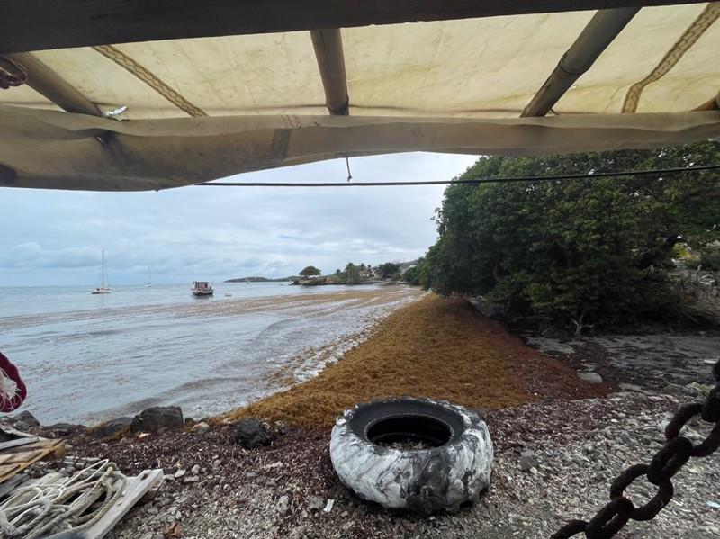 Sargassum on the beach, what the tourists do not see in the glossy brochures - photo © Dr Howard Dryden