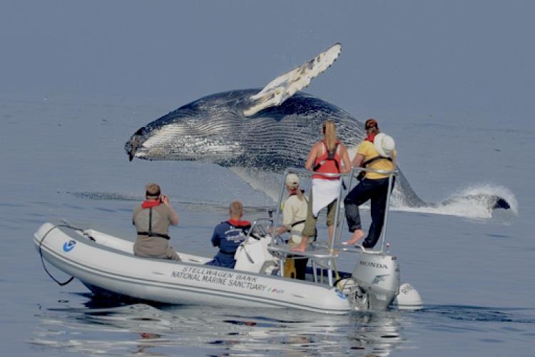 Another view of the breaching whale with Elliott, at left, taking the photo photo copyright Ari Friedlaender / UC Santa Cruz taken at  and featuring the Cruising Yacht class