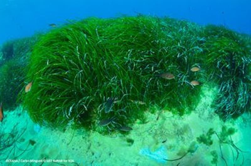 Posidonia meadows in the Mediterranean - photo © Noonsite