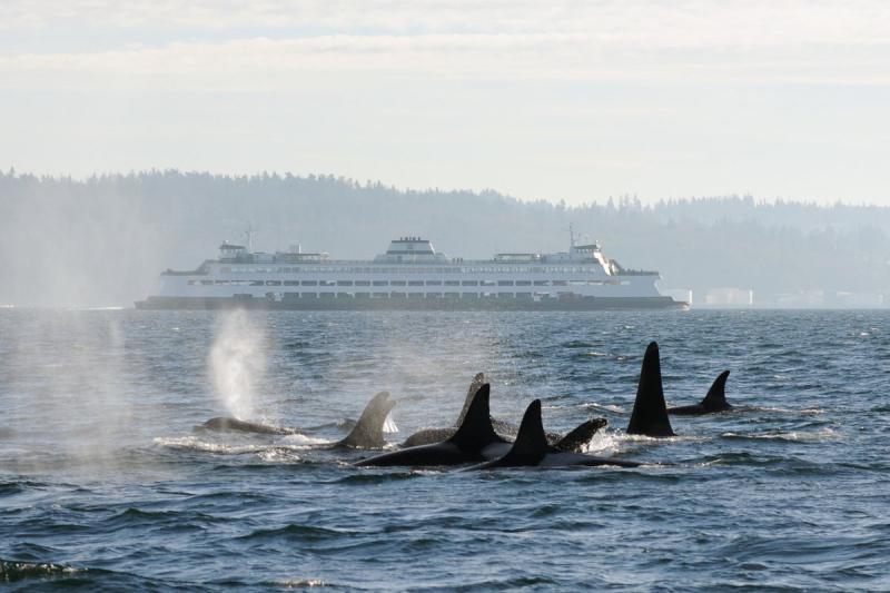 Orca pod swims in the Puget Sound as a ferry transits in the background photo copyright Candice Emmons / NWFSC taken at  and featuring the Cruising Yacht class