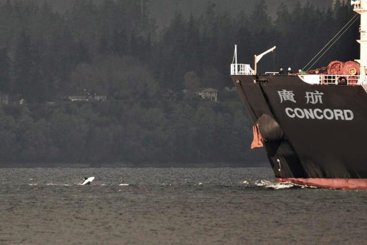 A voluntary slowdown of large ships in Puget Sound aims to quiet the waters for endangered Southern Resident killer whales, which use echolocation to hunt - photo © Kersti E. Muul