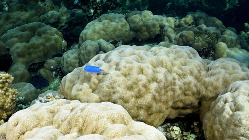Porites cf. lobata is a key reef-building coral in the tropical Indo-Pacific, providing habitats for many species - photo © Kharis Schrage / Woods Hole Oceanographic Institution