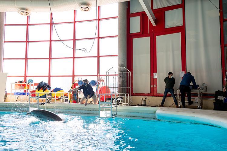 A trainer releases a dolphin from a breathing session in a special camera rig at the National Aquarium - photo © Henley Moore, National Aquarium