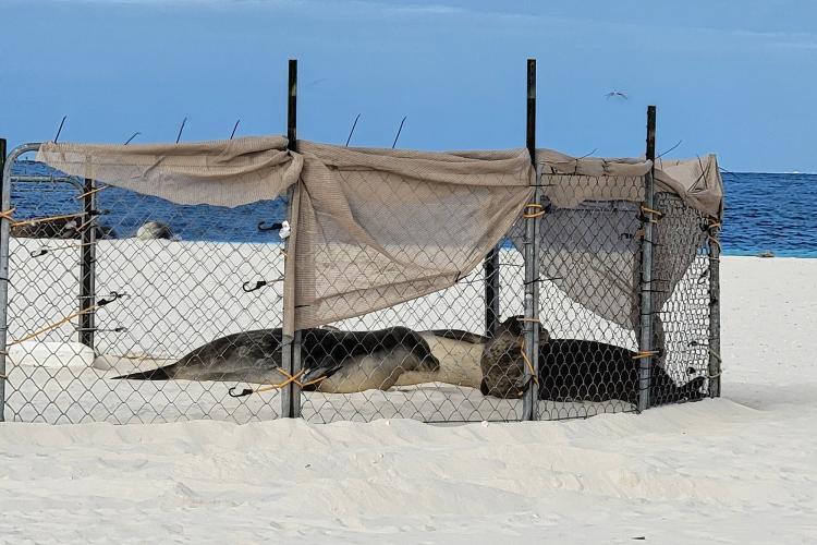 Rehabilitated juvenile monk seals PP32 (Alena), DQ10 (Lelehua), and WQ08 (Ikaika) acclimate to their new surroundings at Kuaihelani (Midway Atoll) inside a temporary enclosure - photo © NOAA Fisheries/Brenda Becker (NOAA Fisheries Permit #23459)