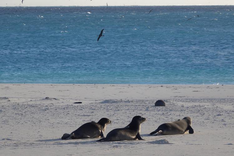 The three rehabilitated Hawaiian monk seals make their way from the beach pen towards the water - photo © U.S. FWS/Amanda Boyd (NOAA Fisheries Permit #23459)