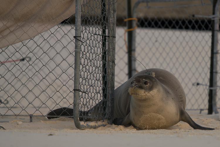 NOAA Fisheries continues to monitor the rehabilitated Hawaiian monk seals with satellite and flipper tags - photo © U.S. FWS/Andy Sullivan-Haskins (NOAA Fisheries Permit #23459)