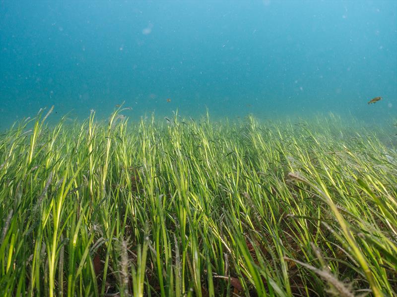 #ProtectOurBeds global seagrass conservation project photo copyright Clean Sailors taken at  and featuring the Cruising Yacht class