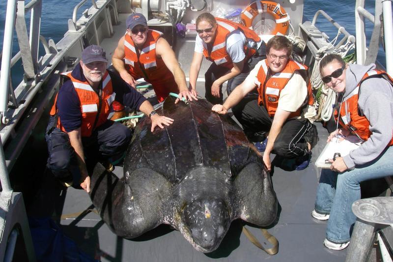 Scientists tag a 607 kg Leatherback sea turtle on the deck of the R/V Sheila B before releasing it back to the water. Left to Right: Scott Benson, John Douglas, Denise Greg, Mike James, Lauren Donnelly-Crocker photo copyright Heather Harris taken at  and featuring the Cruising Yacht class