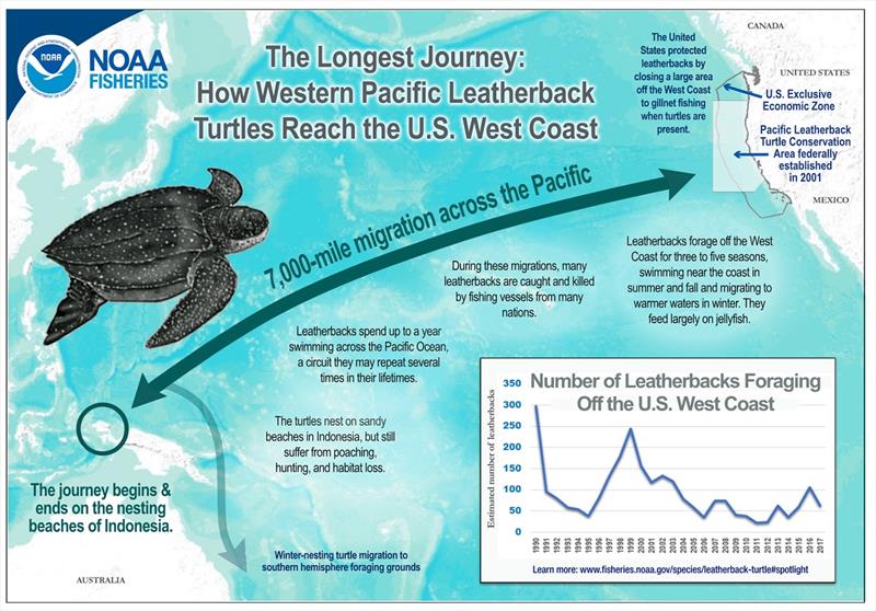 Pacific Leatherback Sea Turtles migration infographic - photo © NOAA Fisheries