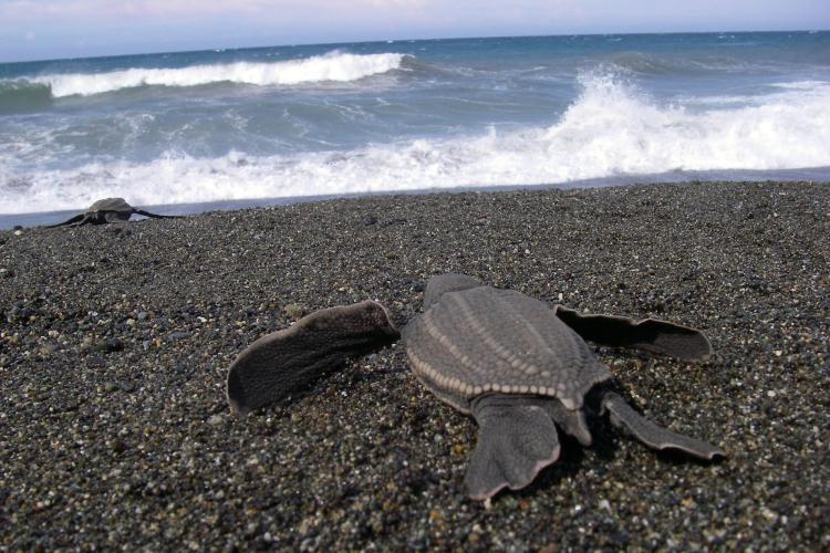 Leatherback turtle hatchling enters the Pacific Ocean from a nesting beach in Papua Barat, Indonesia - photo © Scott Benson