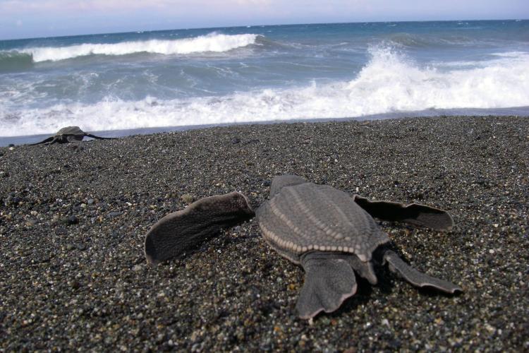 Leatherback turtle hatchling enters the Pacific Ocean from a nesting beach in Papua Barat, Indonesia photo copyright Scott Benson taken at  and featuring the Cruising Yacht class