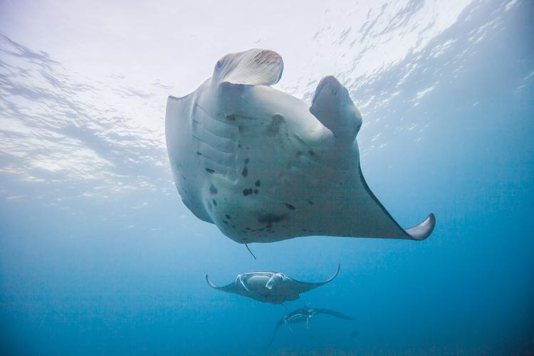 Reef manta rays swimming in a mating train at Olowalu reef in Maui, Hawai?i - photo © Hawai?i Association for Marine Education and Research/Mark Deakos