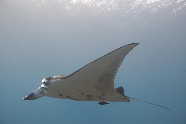 Reef manta ray with a missing cephalic fin, amputated by a fishing line entanglement in waters off Maui, Hawai?i - photo © Hawai?i Association for Marine Education and Research/Mark Deakos