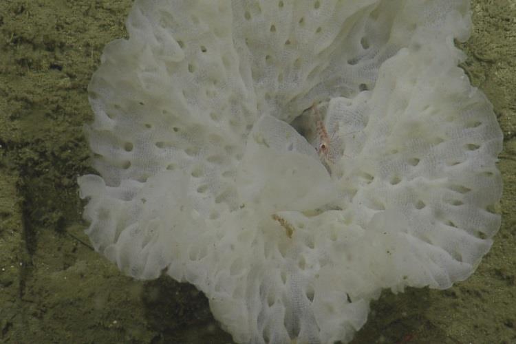 Deep-sea glass sponge in the genus Farrea was one of several beautiful sponge species observed and sampled by experts during a series of expeditions that occurred in and around Olympic Coast National Marine Sanctuary off the coast of Washington State - photo © Ocean Exploration Trust, NOAA Sanctuaries