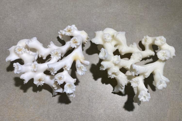 A 3D resin coral model printed from a digital scan. In collaboration with the California NanoSystems Institute, staff at Channel Islands National Marine Sanctuary and undergraduates are scanning and printing deep-sea coral and sponge specimens - photo © NOAA Fisheries
