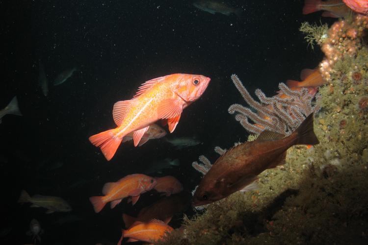 Vermillion rockfish and soft coral observed during an expedition in Channel Islands National Marine Sanctuary using ROV Beagle - photo © Marine Applied Research and Exploration, NOAA
