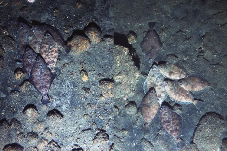 Autonomous underwater vehicle images of petrale sole gathered together in groups at Santa Lucia Bank in Channel Islands National Marine Sanctuary - photo © Ocean Exploration Trust, NOAA