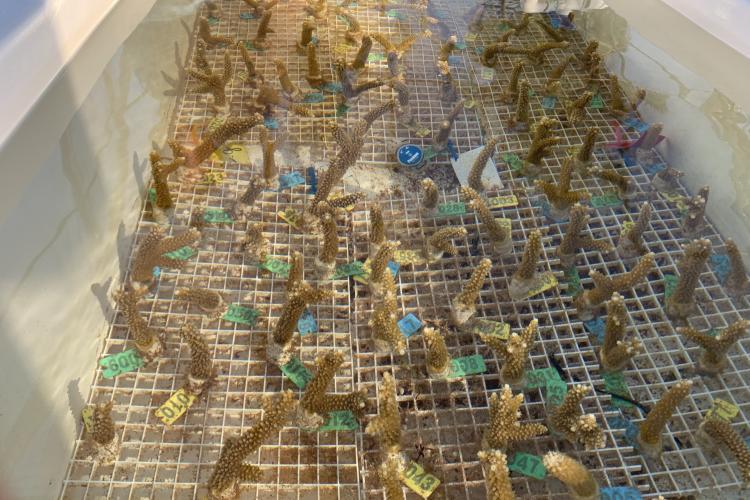 Stress hardened staghorn corals ready to be transferred from the laboratory to coral reefs for outplanting - photo © Florida International University