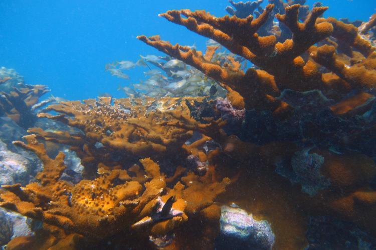 The branches of fast-growing elkhorn coral provide important habitat for fish. Populations of this iconic coral have declined across the Caribbean due to disease, bleaching and storms - photo © NOAA