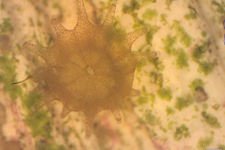 A close-up of a brain coral polyp reared in Nova Southeastern University's laboratory nursery. Innovative research on optimizing coral growth in land-based nurseries is part of this grant funding - photo © Nova Southeastern University