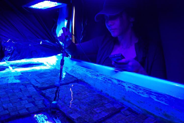 Graduate student Daisy Ponce taking measurements in a coral aquarium tank exposed to a blue-shifted light to determine the optimal light at which to enhance the growth of young corals - photo © Nova Southeastern University
