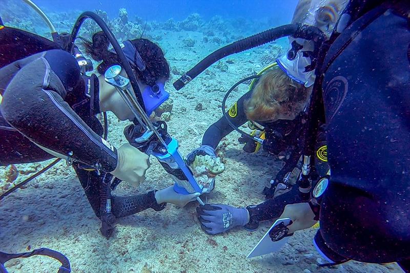 COAST Instructor Denise is applying an adhesive to the substrate to attach a rescued coral of opportunity (Porites lobata) with assistance from Baylee and Makaio - photo © Blake Nowack / Kuleana Coral Reefs