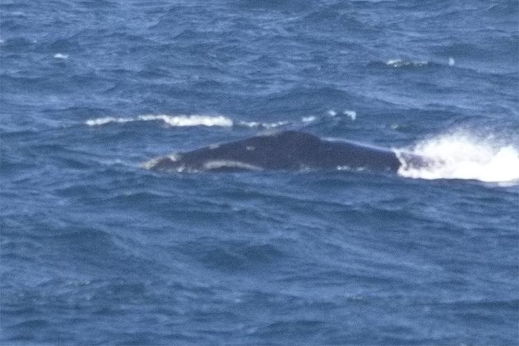 Even distant, blurry photos show identifying callosities - photo © NOAA Fisheries and International Whaling Commission/Bernardo Alps, WildSea Inc.