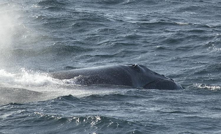 Right Whales photo copyright NOAA Fisheries and International Whaling Commission/Jessica Crance. Permit #2556 taken at  and featuring the Cruising Yacht class