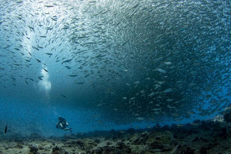 At a remote reef in the Mariana Islands, a diver observes a large school of atulai, bigeye scad, an important food fish in some Pacific regions - photo © NOAA Fisheries / Jeff Milisen