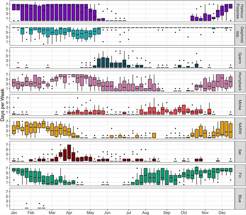 Weekly acoustic presence of eight cetacean species (NARW=North Atlantic right whale) and delphinid family at study sites that had 2 or more years of data. Boxplots represent the median number of days of acoustic presence per calendar week - photo © NOAA Fisheries / Sofie Van Parijs