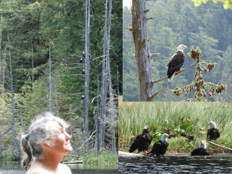 Left: eagles everywhere you look! We counted 7 in this one photo. Top right: beautiful baldy looking over the well-named Eagle Lake; Bottom right: bath time for these avians - photo © Barb Peck & Bjarne Hansen
