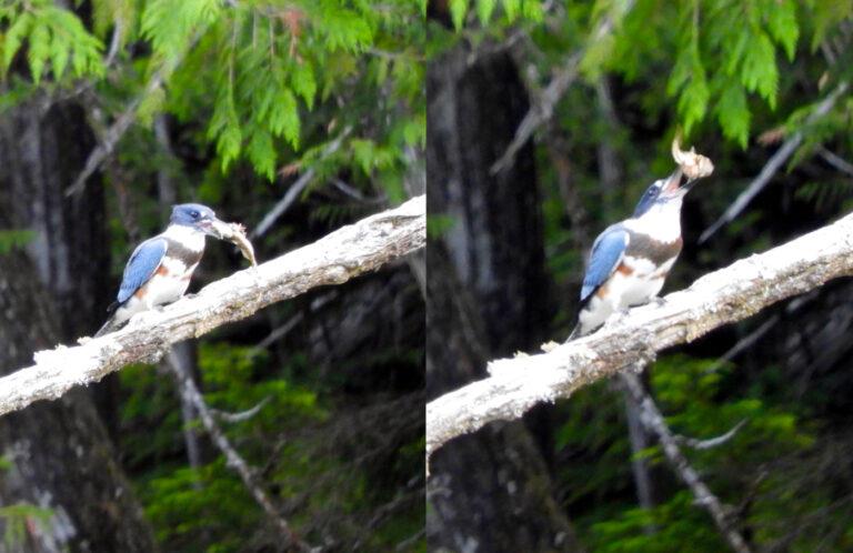 This kingfisher repeatedly smacked the fish against the branch before finally consuming dinner - photo © Barb Peck & Bjarne Hansen