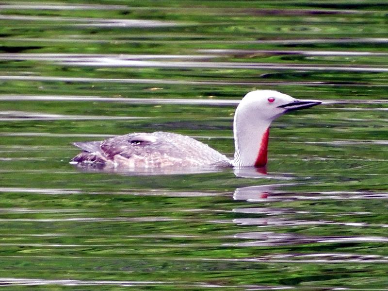 Red-throated loon cruising around Turnbull Cove - photo © Barb Peck & Bjarne Hansen