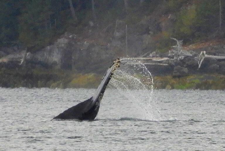 Our anchorage at Cartwright Bay looking across Sutlej Channel was open to waves from passing traffic but gave us great views of the orcas and humpbacks traveling along this corridor photo copyright Barb Peck & Bjarne Hansen taken at  and featuring the Cruising Yacht class