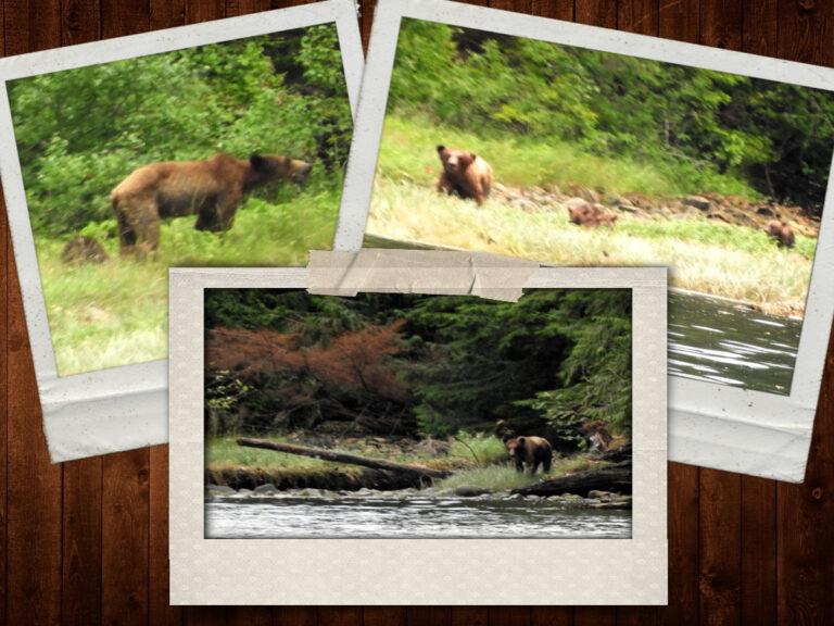 Top Left: mama grizzly looking gaunt; Top right: three grizzly cubs; Bottom: mama bear eyeing the strangers photo copyright Barb Peck & Bjarne Hansen taken at  and featuring the Cruising Yacht class