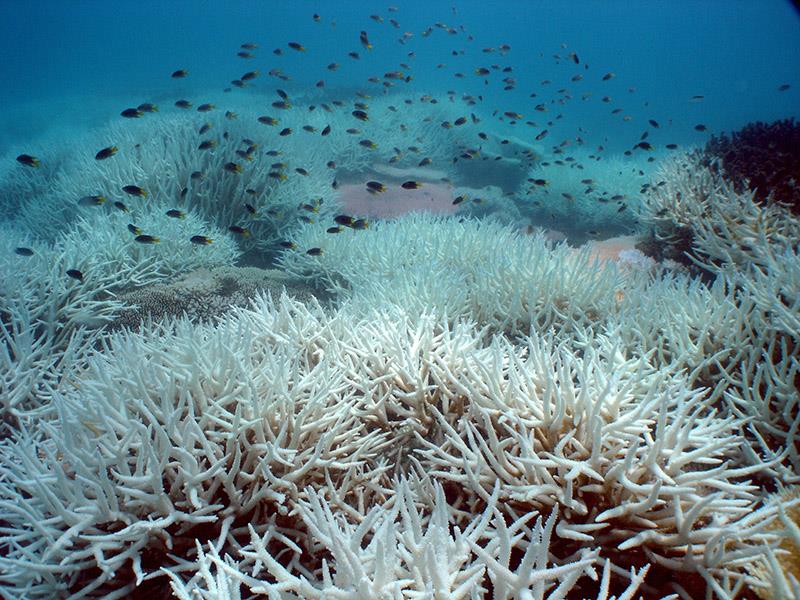 Some of the more severe impacts of marine heatwaves might include coral bleaching photo copyright CSIRO taken at  and featuring the Cruising Yacht class