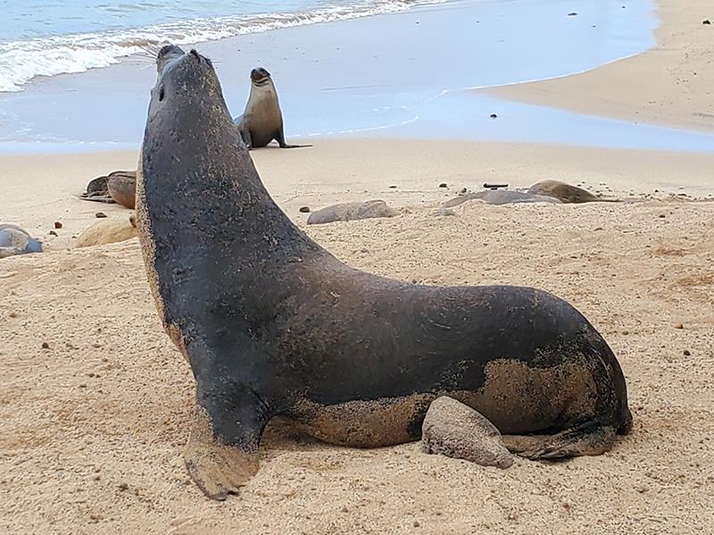 World ARC 2024-25 - World wildlife day photo copyright World Cruising Club taken at  and featuring the Cruising Yacht class