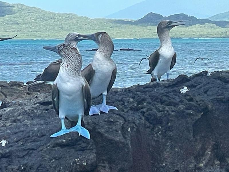 World ARC 2024-25 - World wildlife day photo copyright World Cruising Club taken at  and featuring the Cruising Yacht class