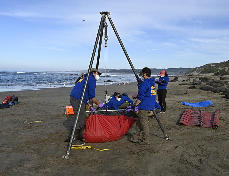 Researchers weighing an elephant seal pup photo copyright Photo taken under NOAA Fisheries MMPA Permit # 23188 taken at  and featuring the Cruising Yacht class