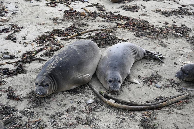 An example of a large weaned pup and a small weaned pup - photo © Photo taken under NOAA Fisheries MMPA Permit # 23188