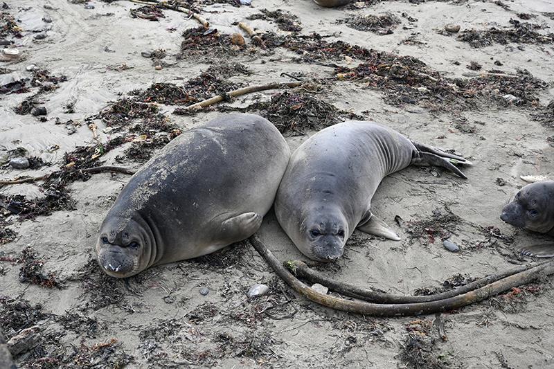 An example of a large weaned pup and a small weaned pup photo copyright Photo taken under NOAA Fisheries MMPA Permit # 23188 taken at  and featuring the Cruising Yacht class