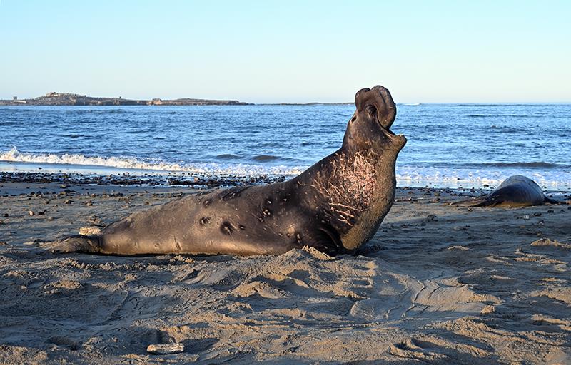 Example of a male elephant seal nose photo copyright Photo taken under NOAA Fisheries MMPA Permit # 23188 taken at  and featuring the Cruising Yacht class