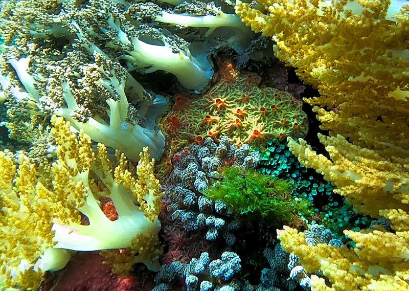 Pulau Pura, Selat Pantar, Indonesia photo copyright Lisa Benckhuysen taken at  and featuring the Cruising Yacht class