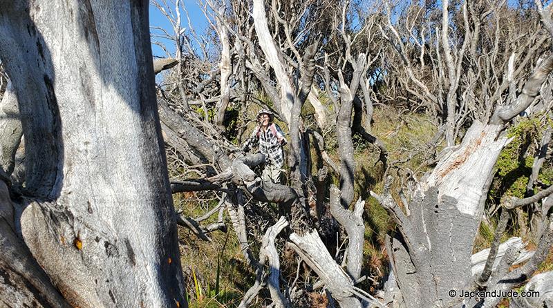 A hour through fairly easy bush following a ridge brought us to the sand cliff - photo © Jack and Jude